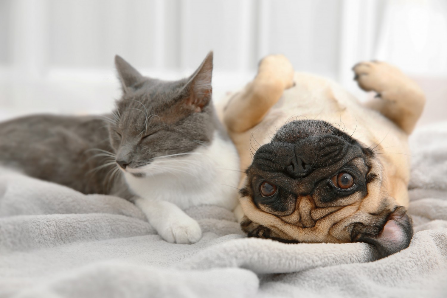 Cat & Dog