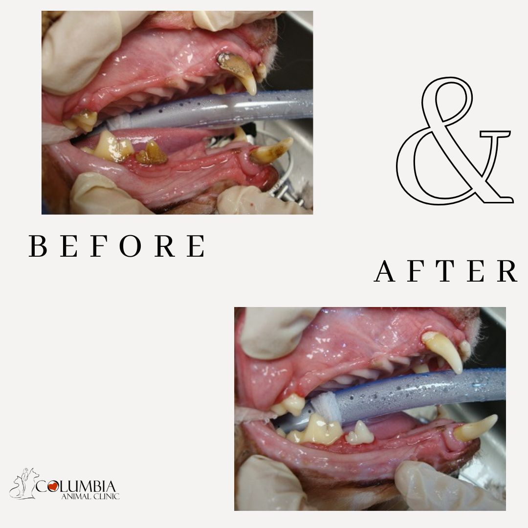 Dental Services