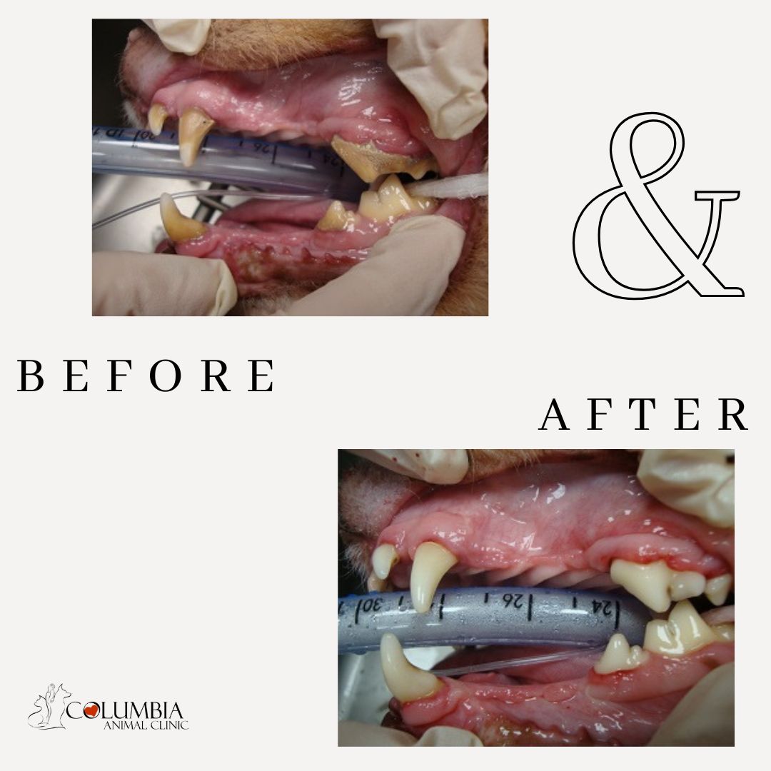 Dental Services