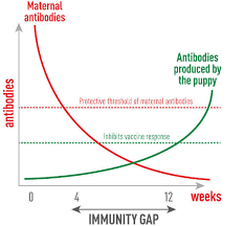 immunity gap
