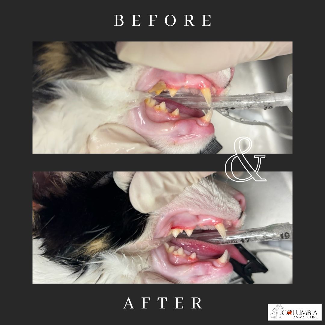 Dental Services