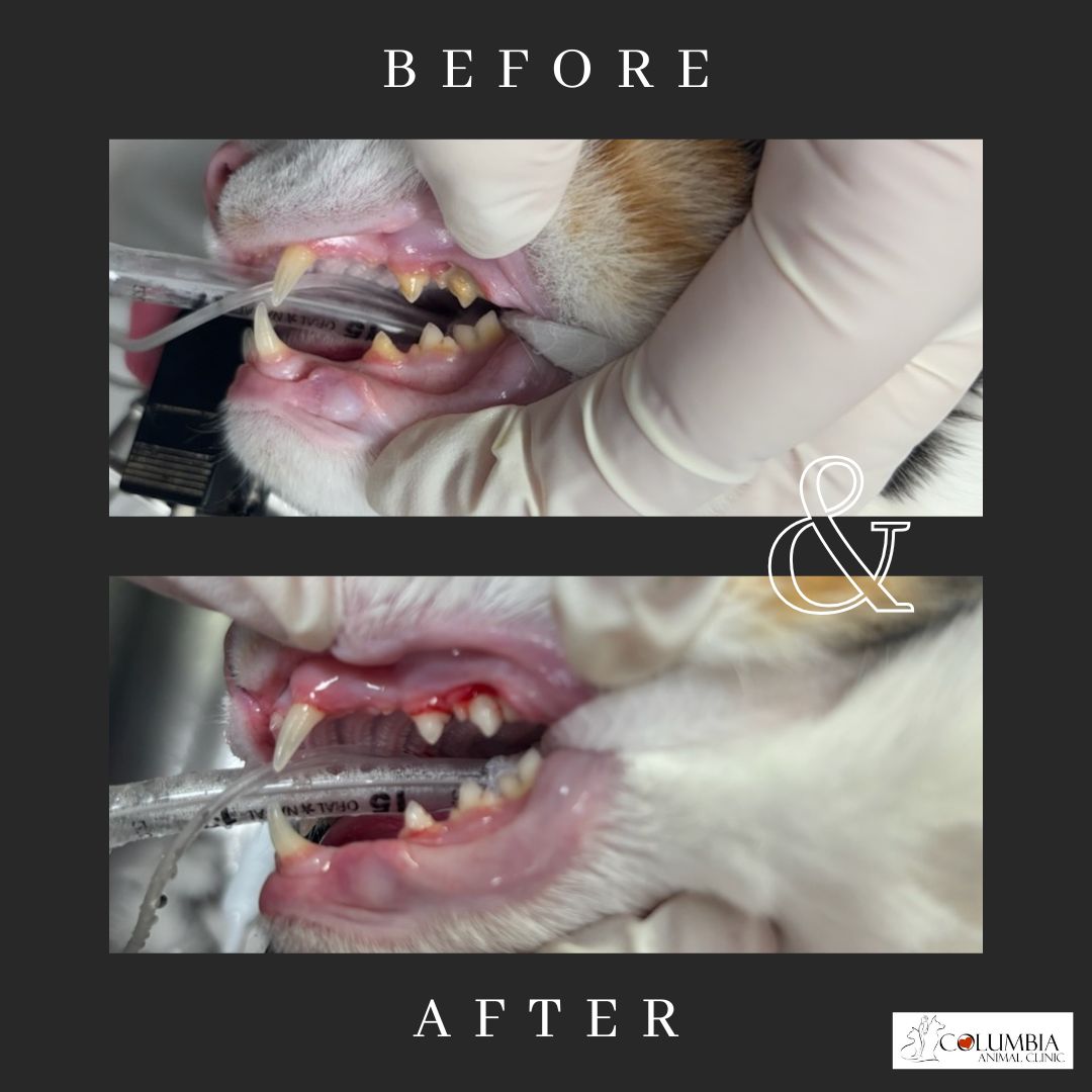 Dental Services