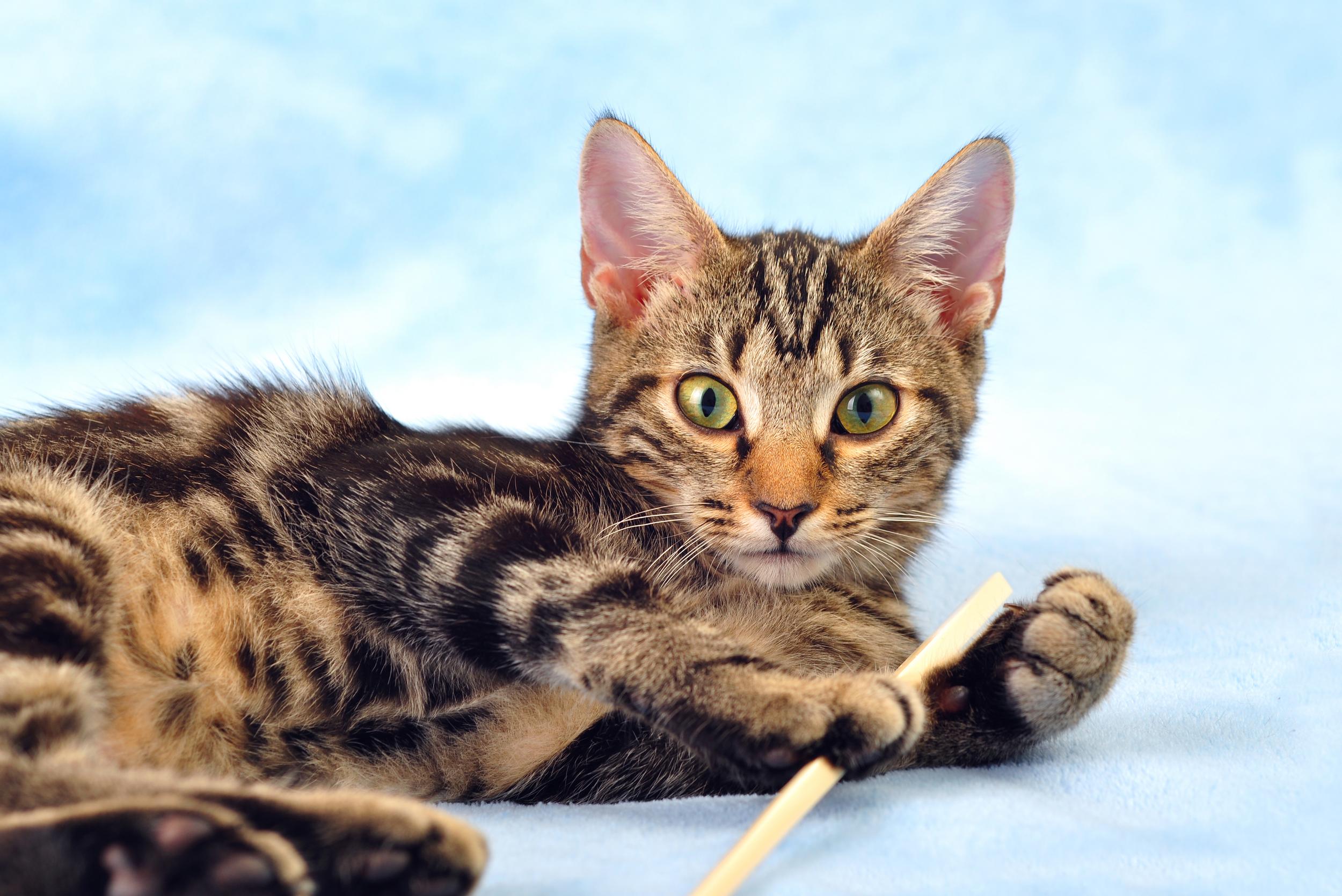 Brown and Black Stripe Cat with Toothbrush