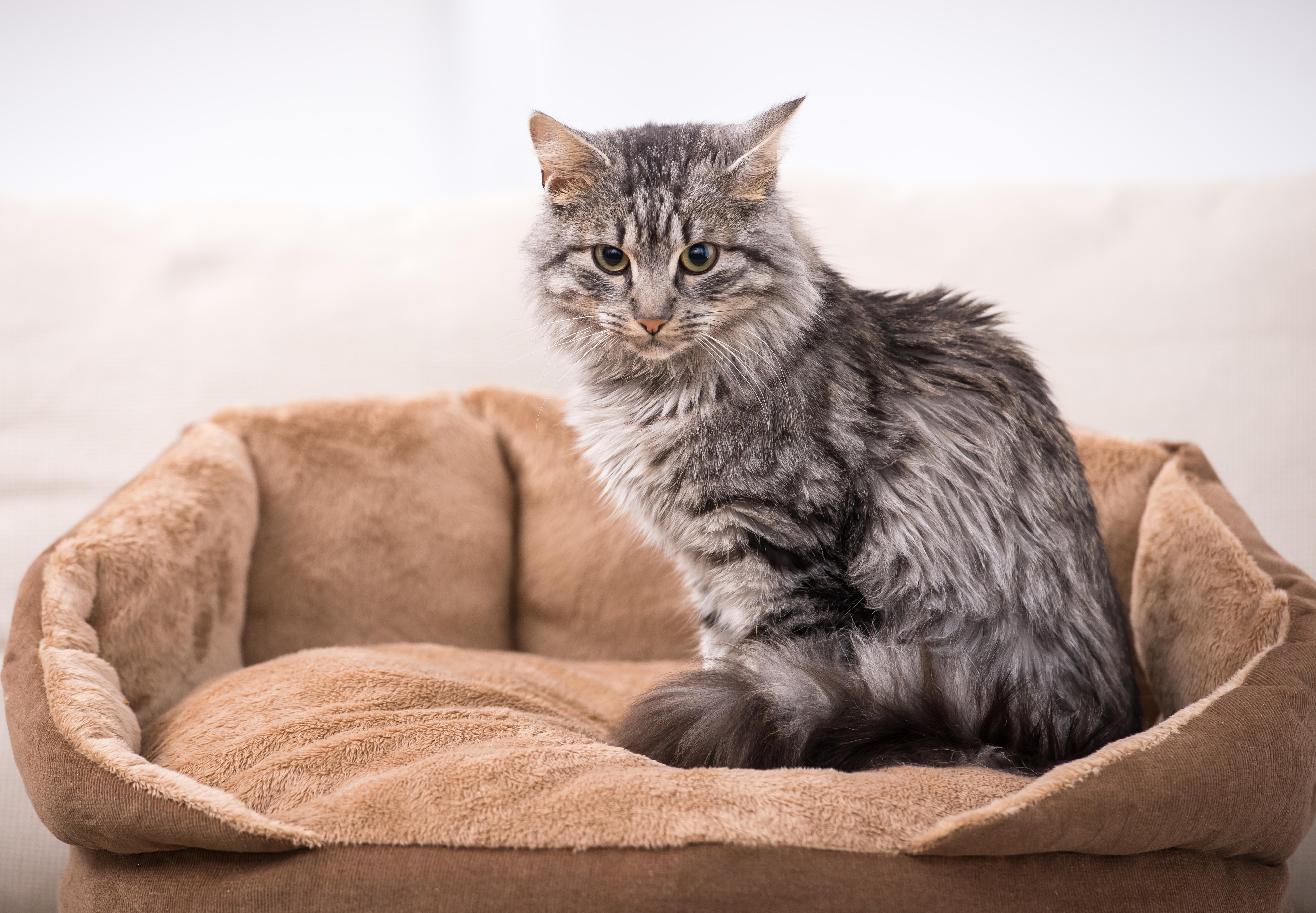 Grey Cat Sitting in Pet Bed